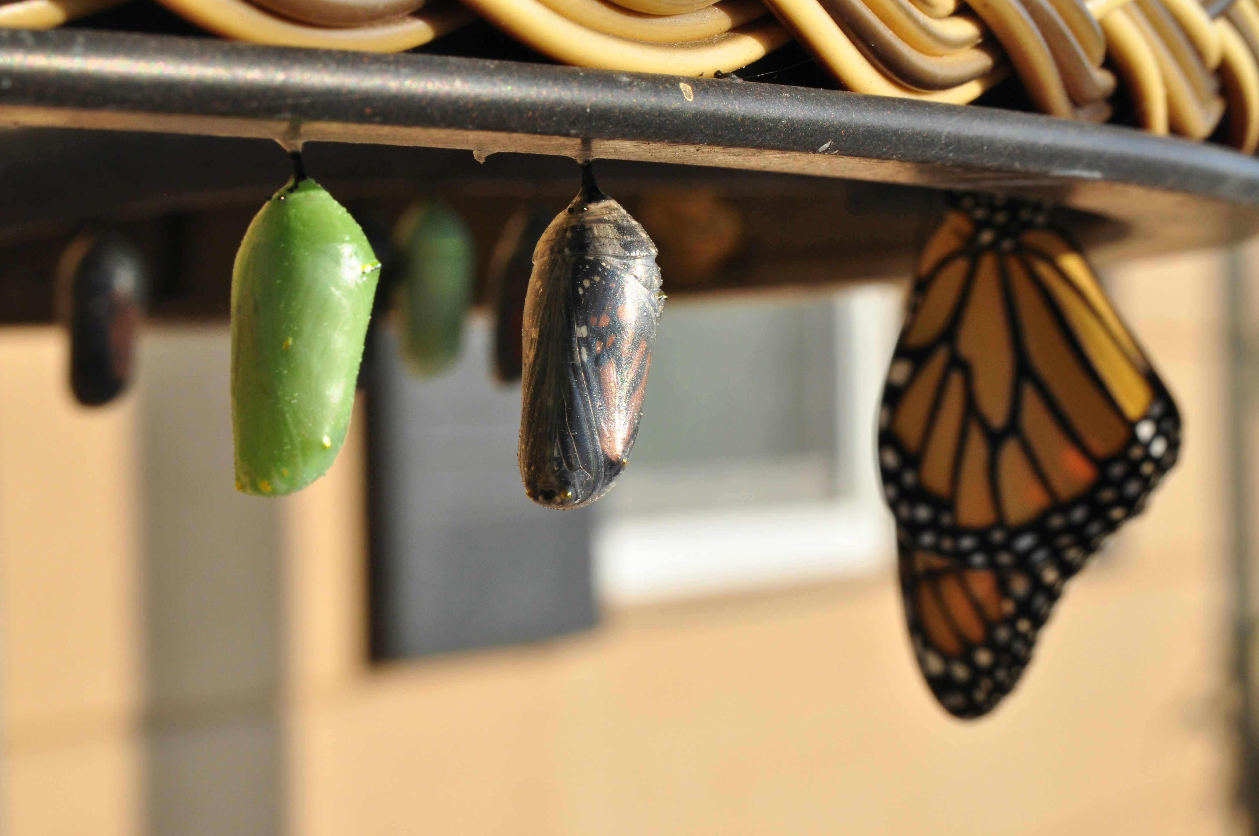 The evolution of design, from chrysalis to generative creation